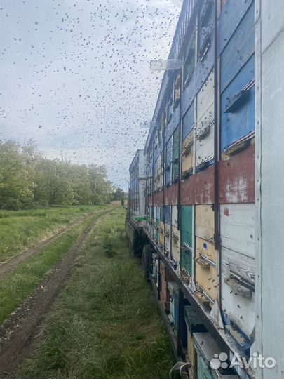 Опыление пчелами Принимаем предложение на 24 год