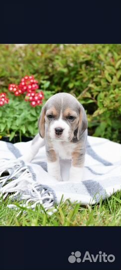 Щенки бигль