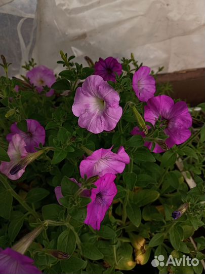 Рассада петунии