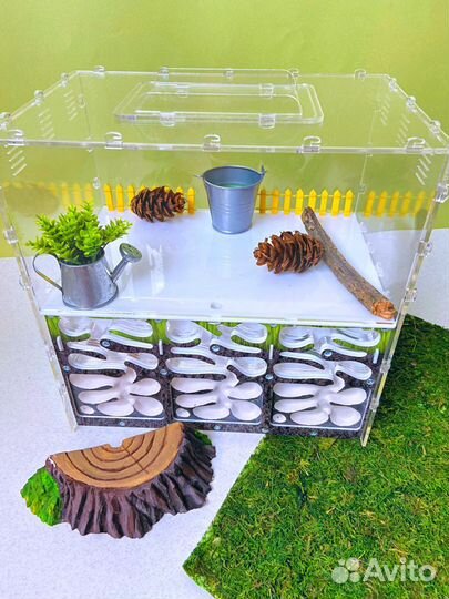 Муравьиная ферма Ковчег xxxl Муравьи Бульдоги