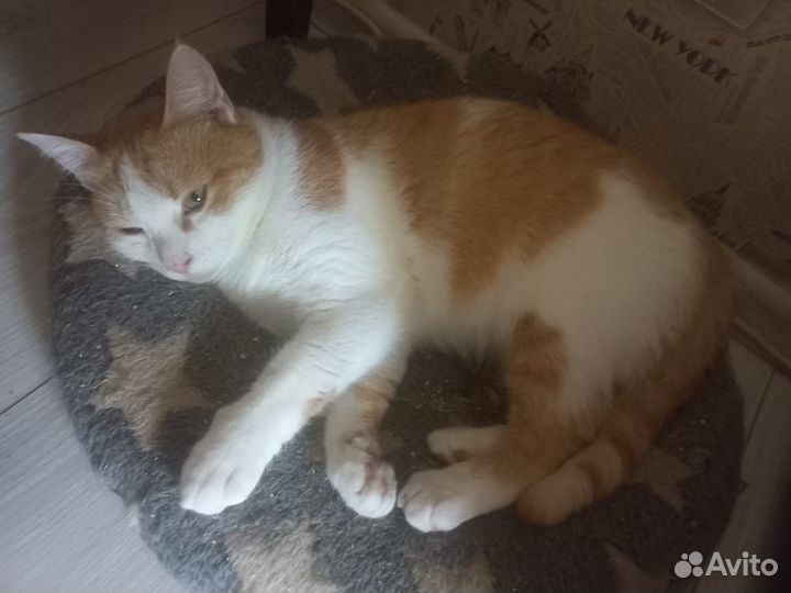 Рыжая кошка