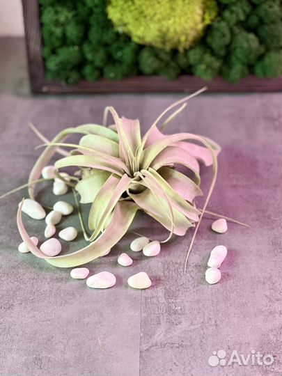 Тилландсия Ксерографика (лат. Tillandsia xerograph