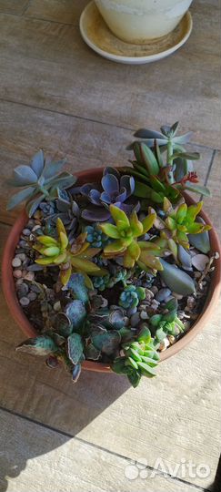 Суккуленты микс
