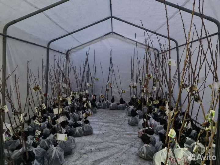 Саженцы плодовые: яблони, груши, черешня и др