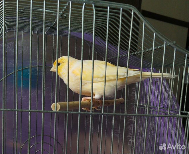 Кенара и канарейки