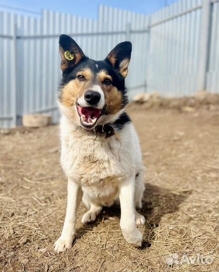 Небольшой Мартин в заботливые руки