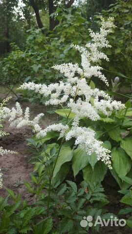 Астильба, мак декоративный