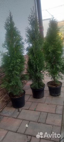 Туя для Живой изгороди