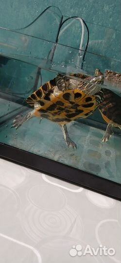 Красноухая черепахи с аквариумов