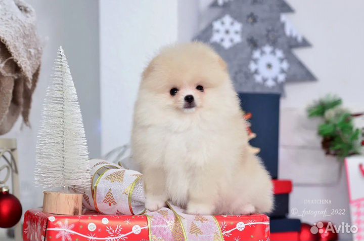 Померанский шпиц медвежьего типа