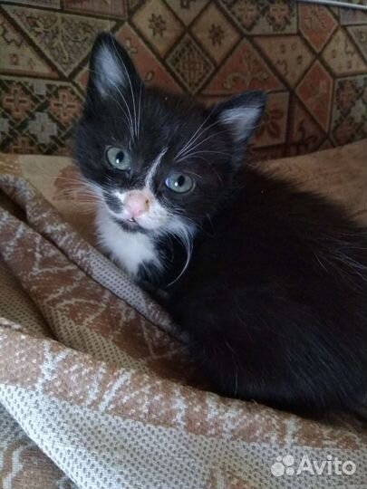 Кошка в дар бесплатно