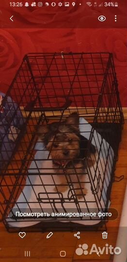 Йоркширский терьер мини