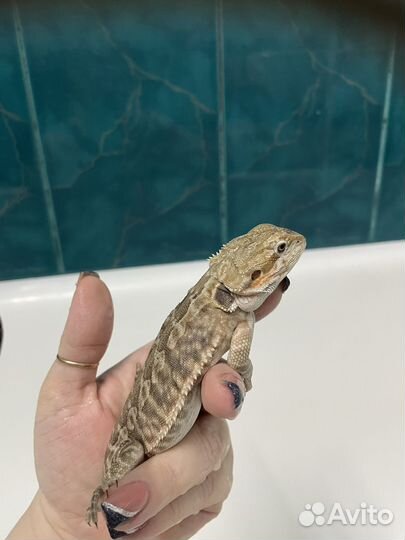 Бородатая агама лезербек гет зеро малыши