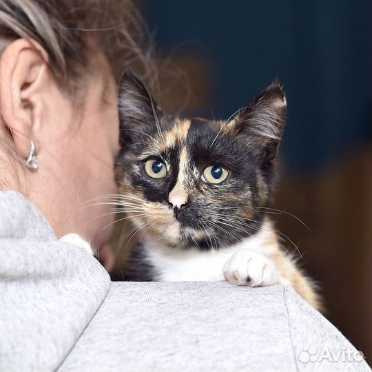 Котенок. Принцесса Роми