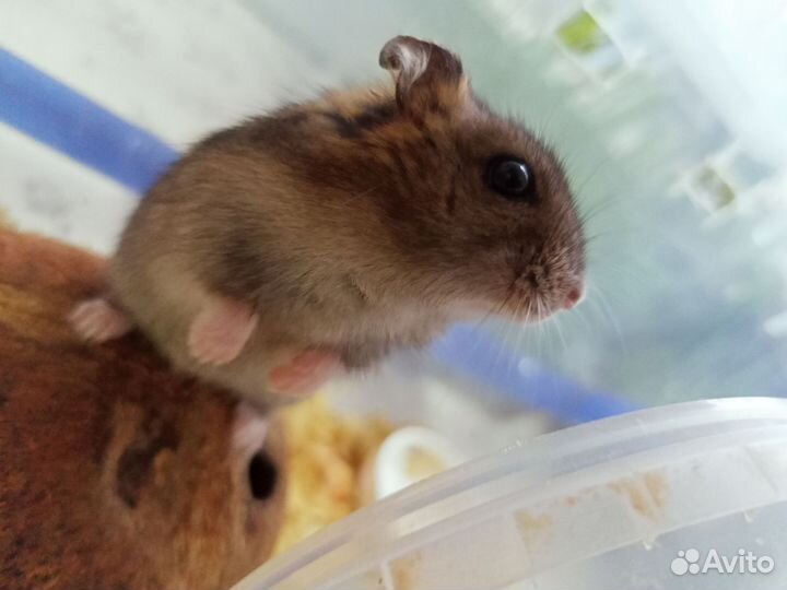 Клетка для грызунов