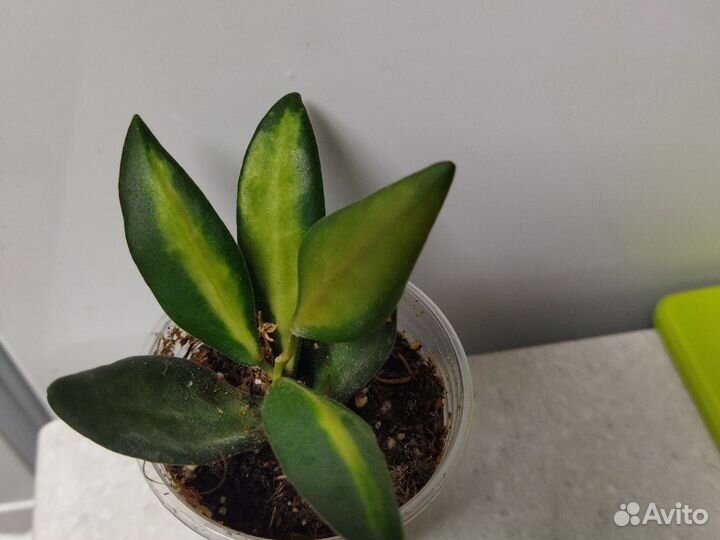 Хойя буртони варигатная