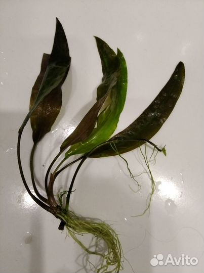 Лимонник, Криптокорина, Роголистник - аквариумные