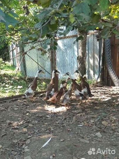 Бегунки индийские