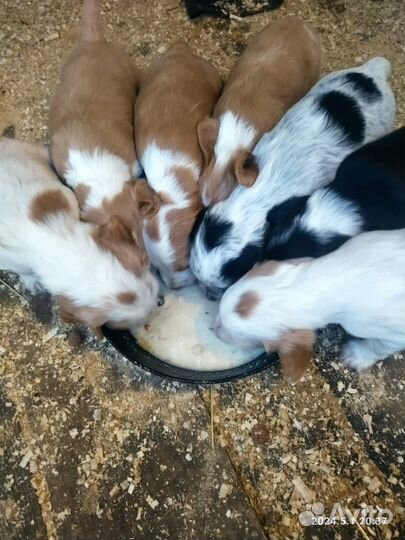 Русский спаниель