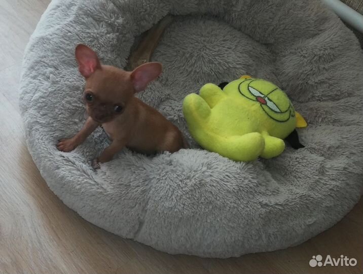 Карлик мальчик чихуахуа