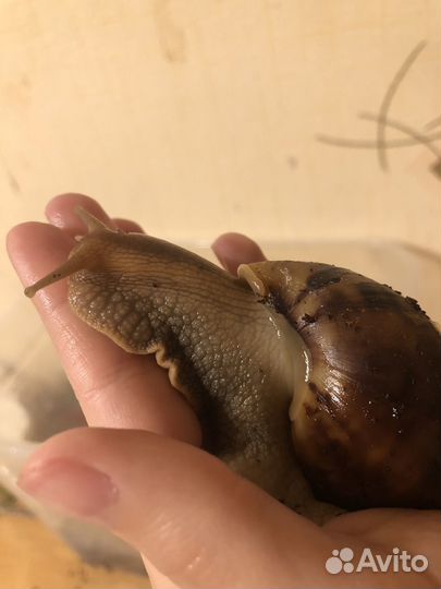 Улитки ахатины