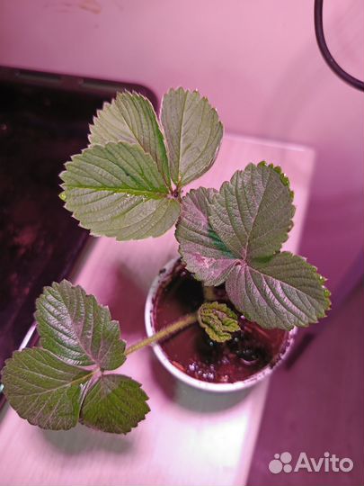 Рассада клубники