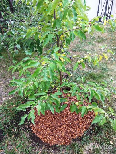 Шелуха кедровой шишки