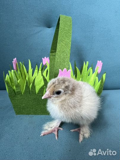 Продам цыплят