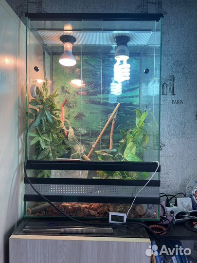 Йеменский хамелеон