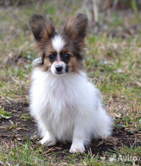 Папийон девочка