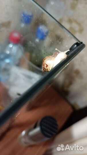 Улитки ахатины