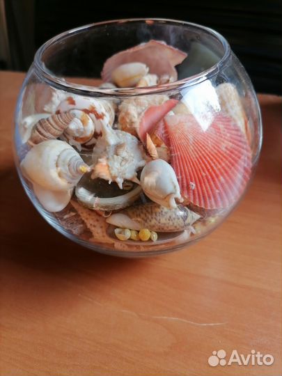 Морские ракушки раковины