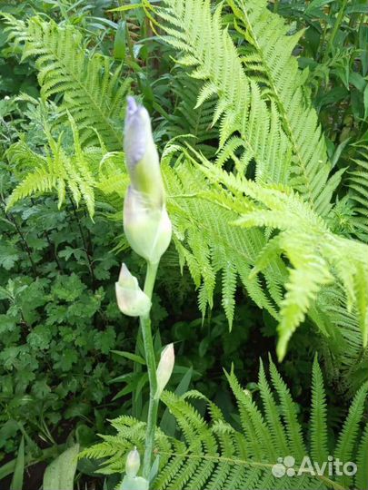 Папоротник