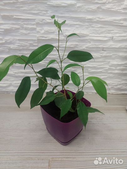 Комнатные растения