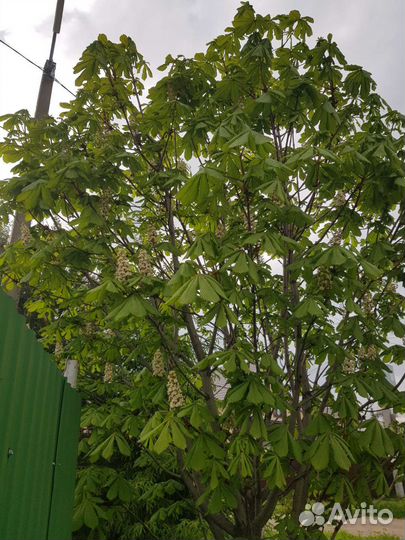 Саженцы каштана