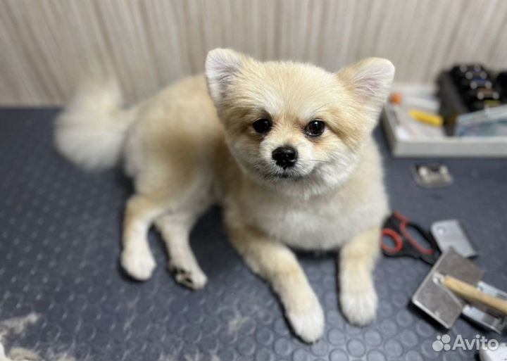 Стрижка собак