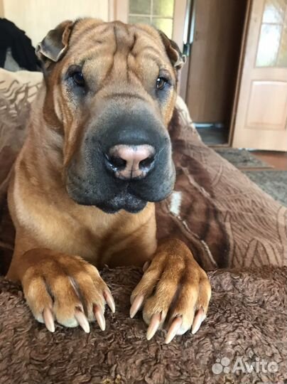 Вязка шарпея