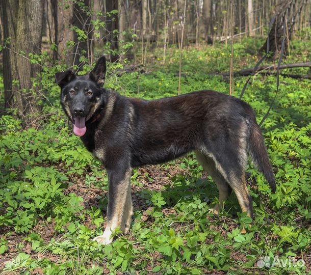 Собака в добрые руки отдам бесплатно