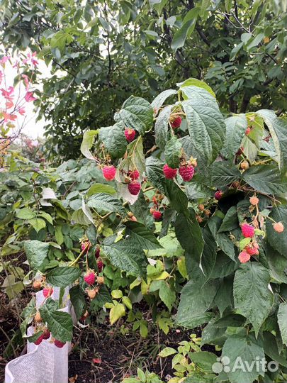 Малина-саженцы