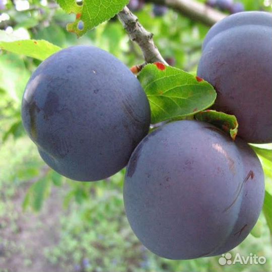 Саженец Алычи,сливы,чернослива,йошты малины