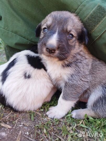 Собака в добрые руки отдам бесплатно
