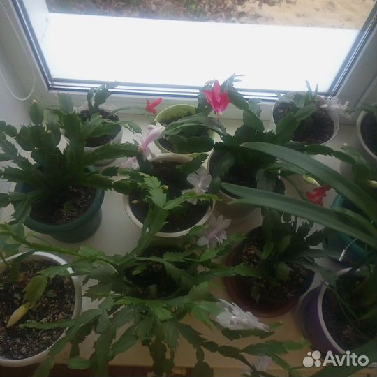 Комнатные цветы