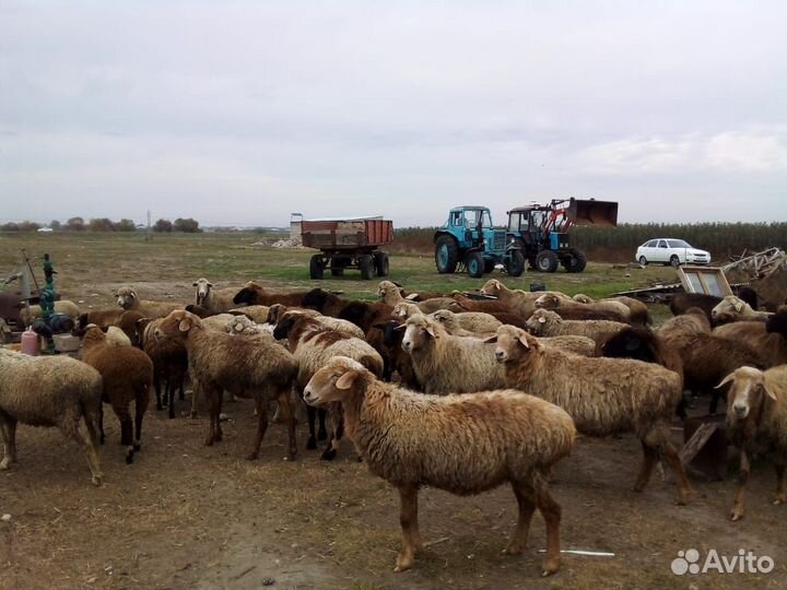 Овцы-матки бараны ягнята