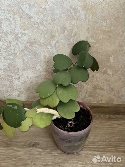 Цветок комнатный Хойя керри