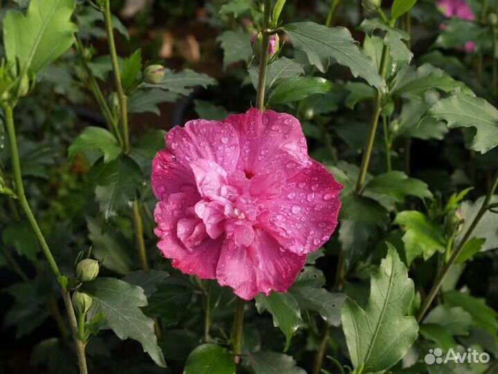 Гибискус сирийский Лавандер Шифон