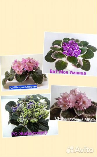 Сортовые фиалки