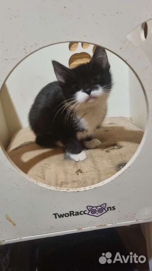 Котенок в дар