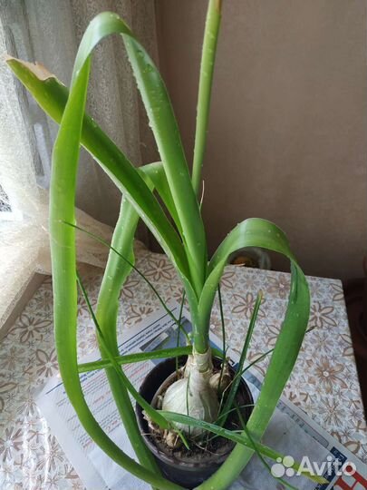 Листья Лука индийского