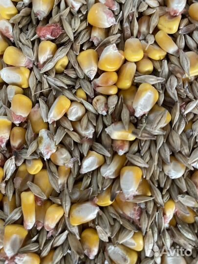 Ячмень, кукуруза, пшеница, семечка