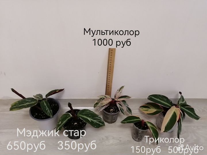 Строманта триколор,мультиколор,мэджик стар